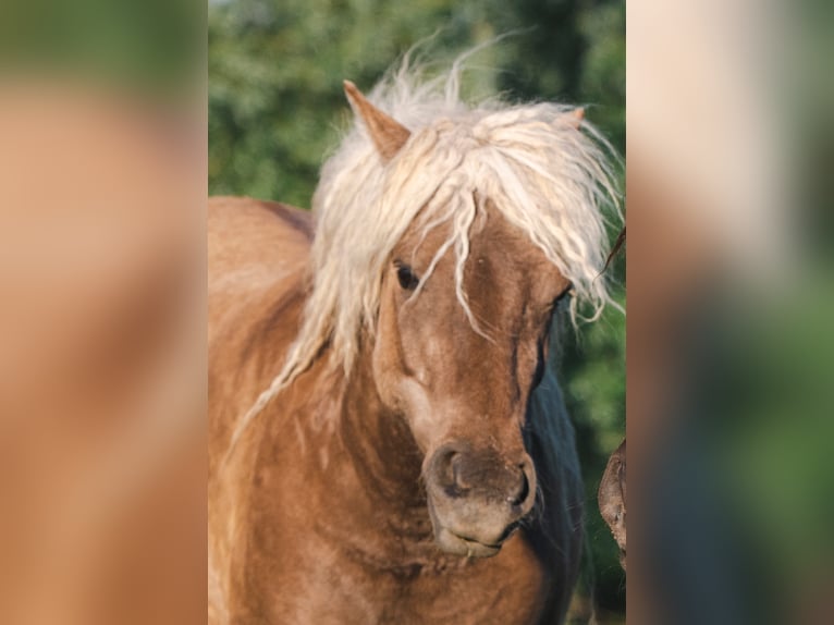 Curly Horse Hengst 2 Jaar 115 cm Tobiano-alle-kleuren in Deinze