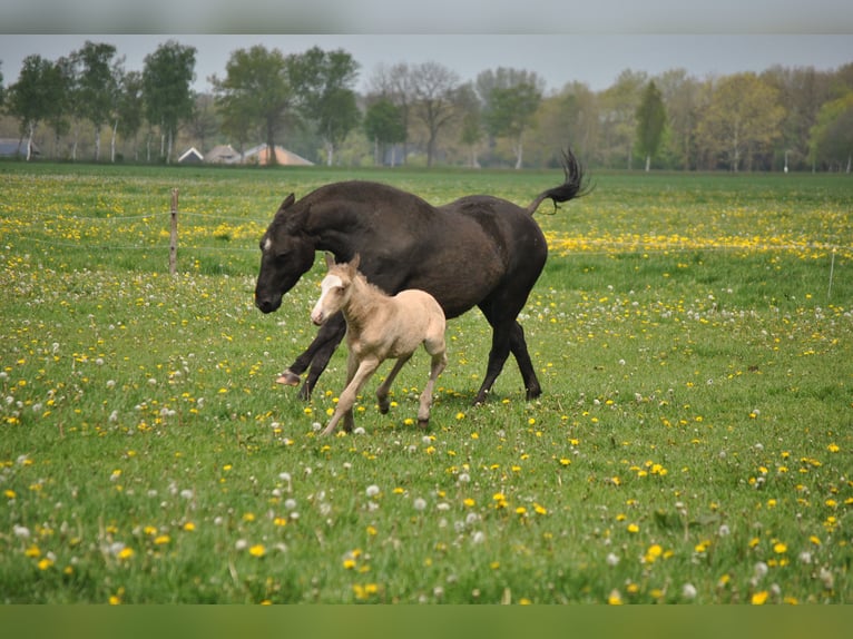 Curly Horse Hengst 2 Jaar 150 cm Falbe in Ruinen