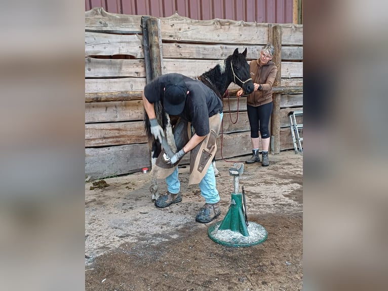 Curly Horse Hengst 2 Jaar 152 cm Tobiano-alle-kleuren in Bennin