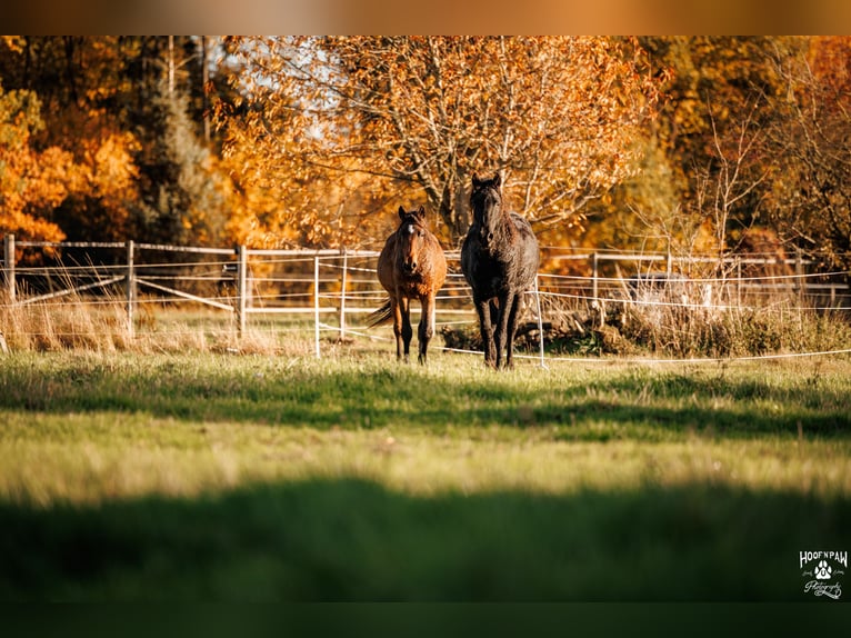 Curly Horse Hengst 2 Jaar 154 cm Bruin in Thedinghausen