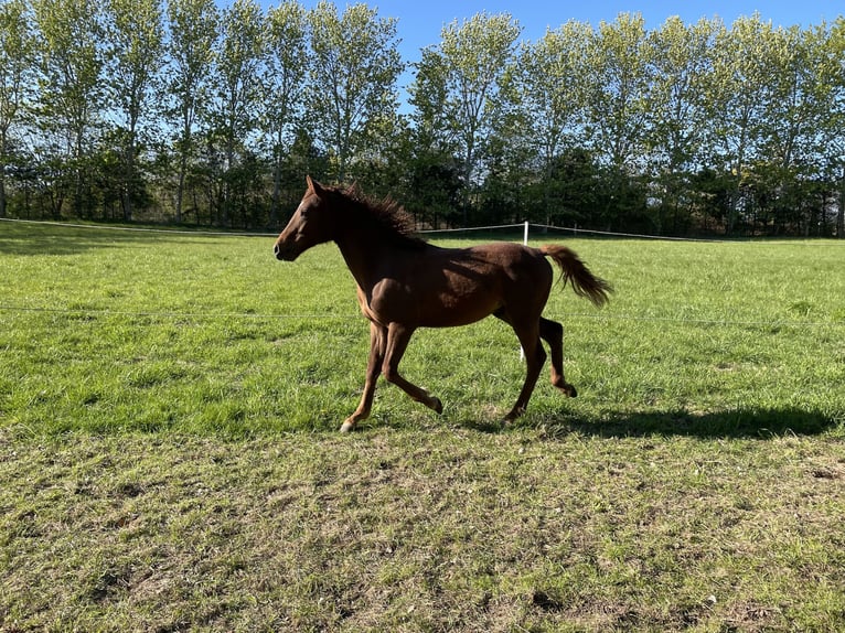 Curly Horse Hengst 2 Jaar 155 cm Roodvos in Stenloese