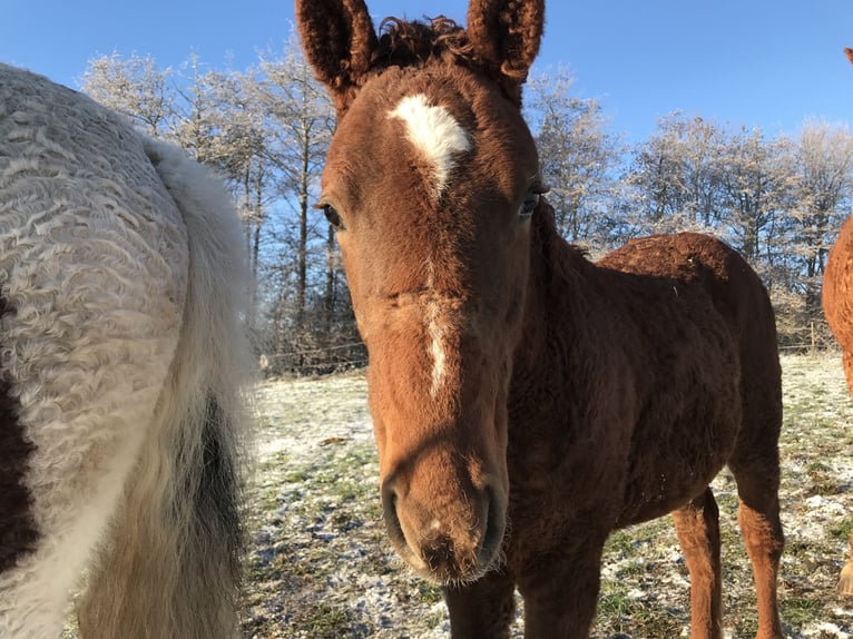 Curly Horse Hengst 2 Jaar 155 cm Roodvos in Stenloese