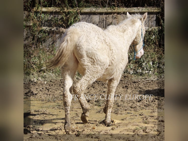Curly Horse Mix Hengst 2 Jaar 156 cm Perlino in france