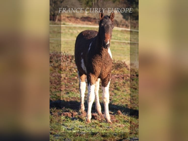 Curly Horse Hengst 2 Jaar Roodbruin in france