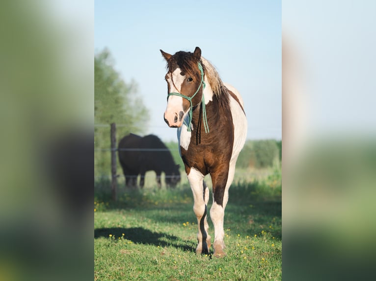 Curly Horse Hengst 2 Jahre 115 cm Tobiano-alle-Farben in Deinze