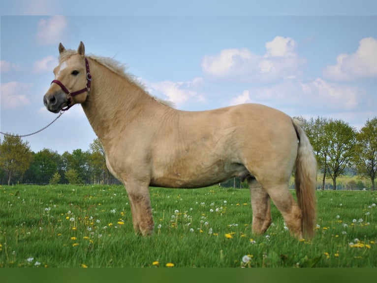 Curly Horse Hengst 2 Jahre 150 cm Falbe in Ruinen