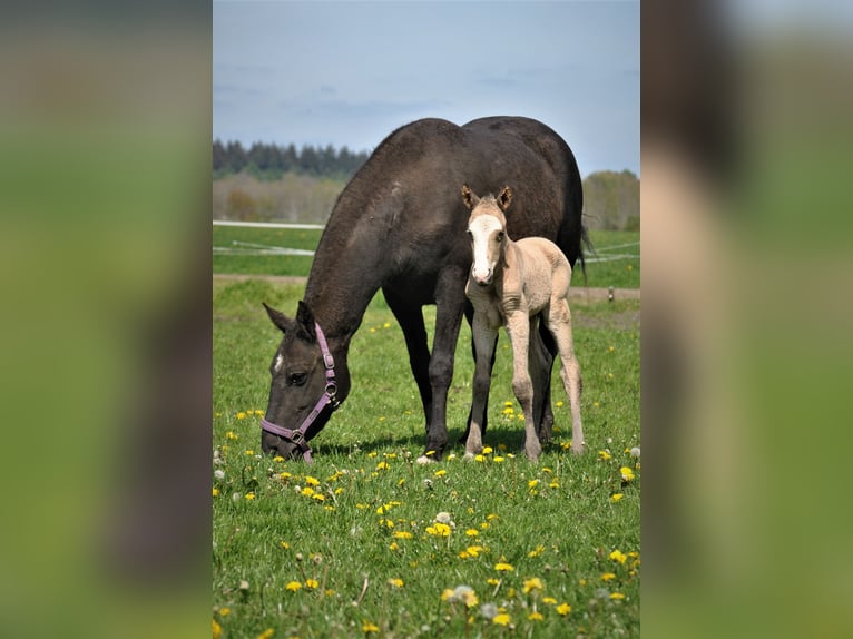 Curly Horse Hengst 2 Jahre 150 cm Falbe in Ruinen