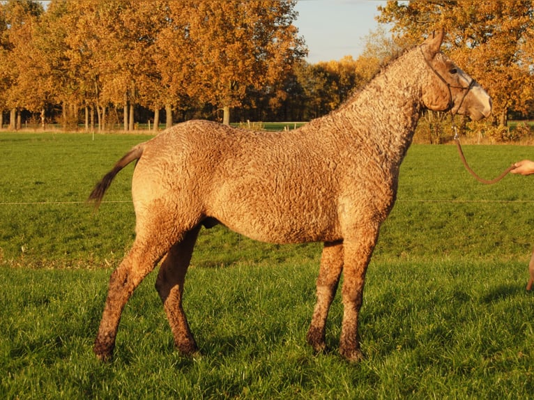 Curly Horse Hengst 2 Jahre 150 cm Falbe in Ruinen