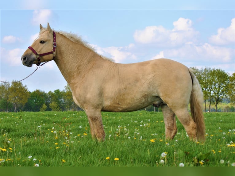 Curly Horse Hengst 2 Jahre 150 cm Falbe in Ruinen