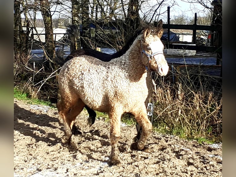Curly Horse Hengst 2 Jahre 150 cm Falbe in Ruinen
