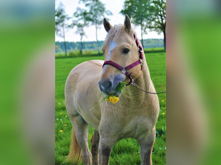Curly Horse Hengst 2 Jahre 150 cm Falbe in Ruinen