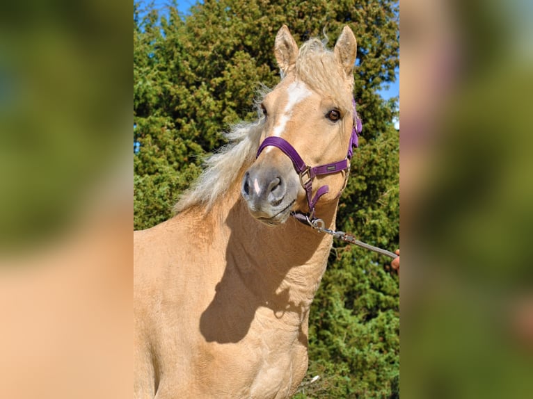 Curly Horse Hengst 2 Jahre 150 cm Falbe in Ruinen