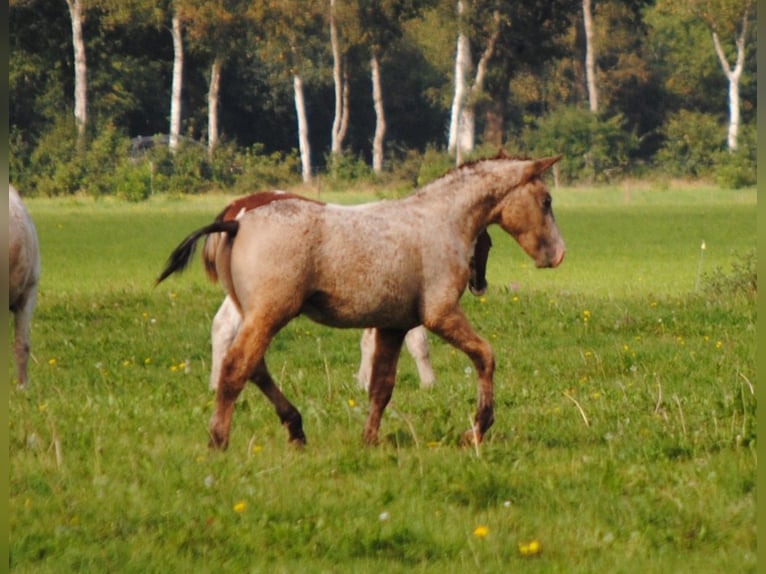 Curly Horse Hengst 2 Jahre 150 cm Falbe in Ruinen