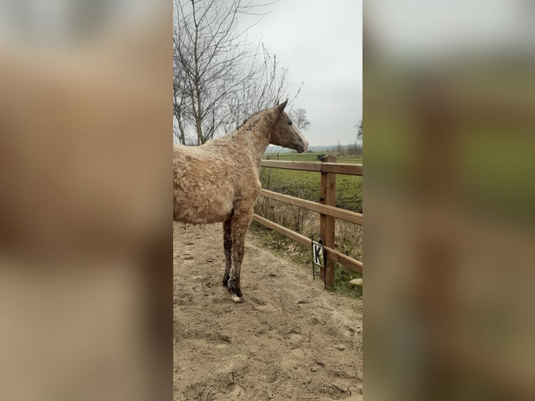 Curly Horse Hengst 2 Jahre 150 cm Falbe in Ruinen