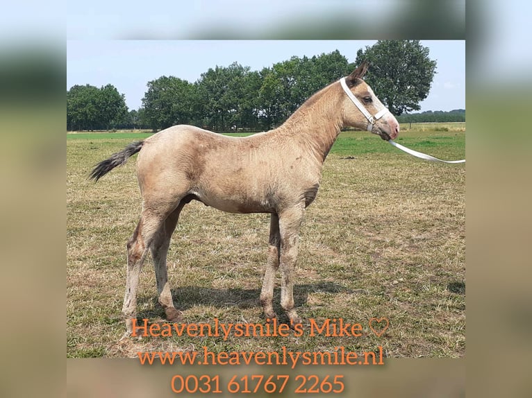 Curly Horse Hengst 2 Jahre 150 cm Falbe in Ruinen
