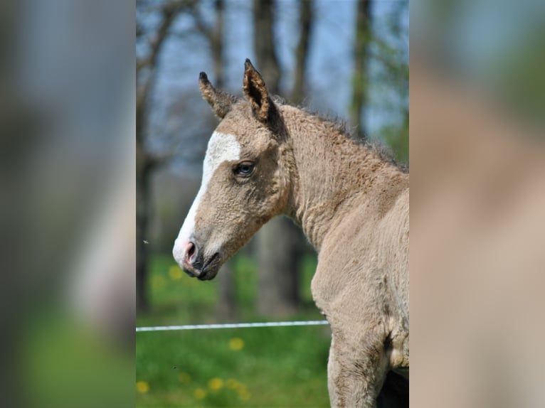 Curly Horse Hengst 2 Jahre 150 cm Falbe in Ruinen