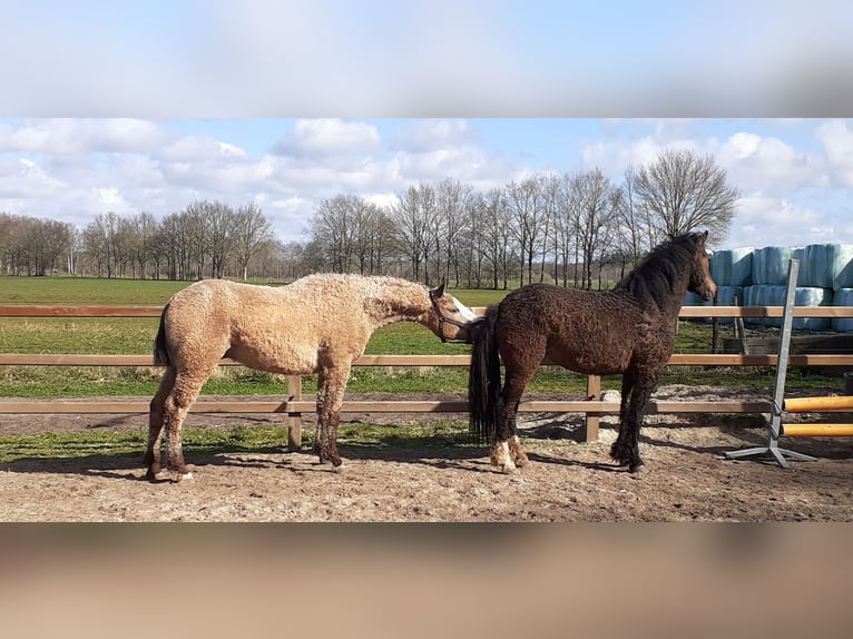 Curly Horse Hengst 2 Jahre 150 cm Falbe in Ruinen