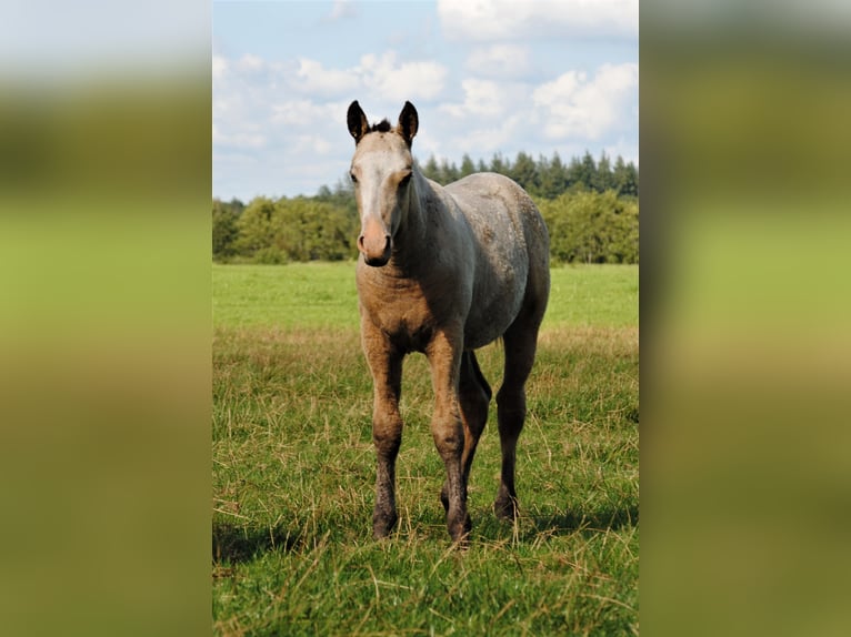 Curly Horse Hengst 2 Jahre 150 cm Falbe in Ruinen