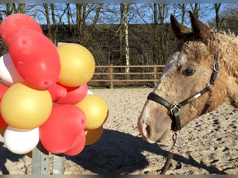 Curly Horse Hengst 2 Jahre 150 cm Falbe in Ruinen