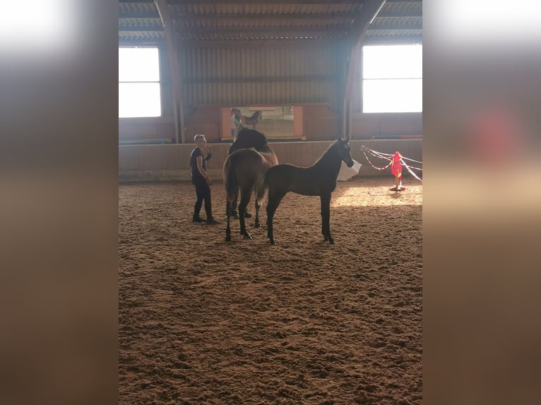 Curly Horse Hengst 2 Jahre 154 cm Brauner in Thedinghausen
