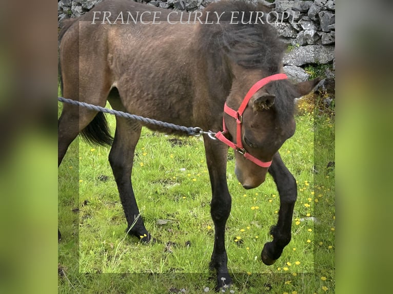 Curly Horse Hengst 2 Jahre 155 cm Rotbrauner in Oughterard - Co Galway