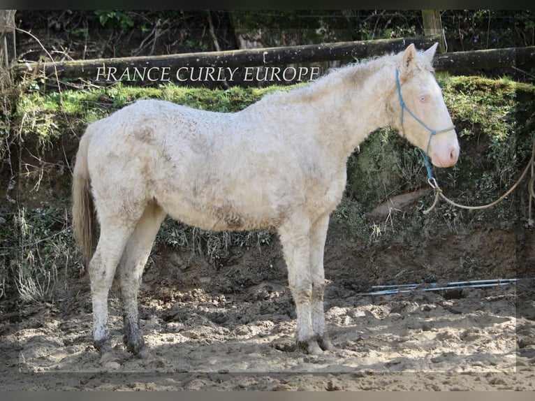 Curly Horse Mix Hengst 2 Jahre 156 cm Perlino in france