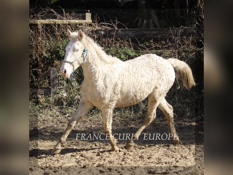 Curly Horse Mix Hengst 2 Jahre 156 cm Perlino in france