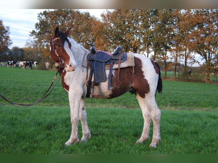 Curly Horse Hengst 2 Jahre 164 cm Tobiano-alle-Farben in ruinen