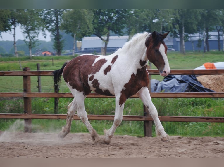 Curly Horse Hengst 2 Jahre 165 cm Schecke in ruinen