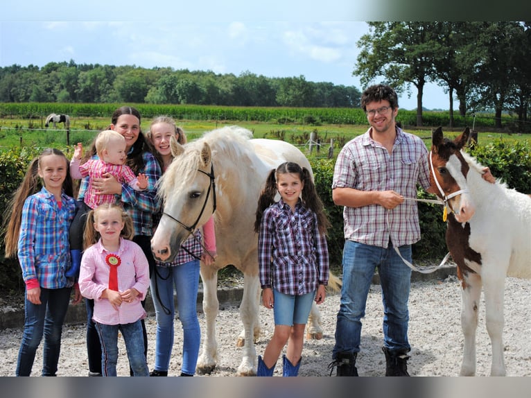 Curly Horse Hengst 2 Jahre 165 cm Schecke in ruinen