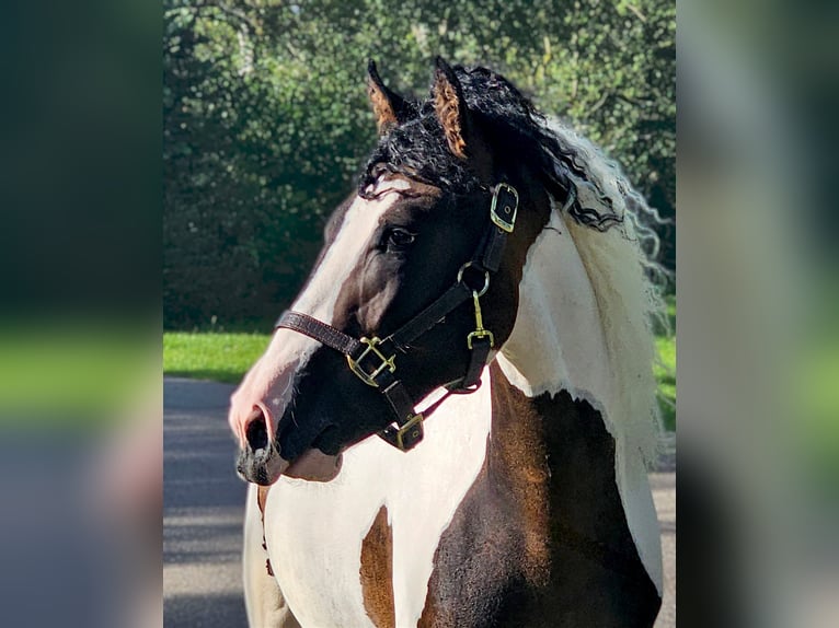 Curly Horse Hengst 3 Jaar 145 cm Gevlekt-paard in Wijdewormer