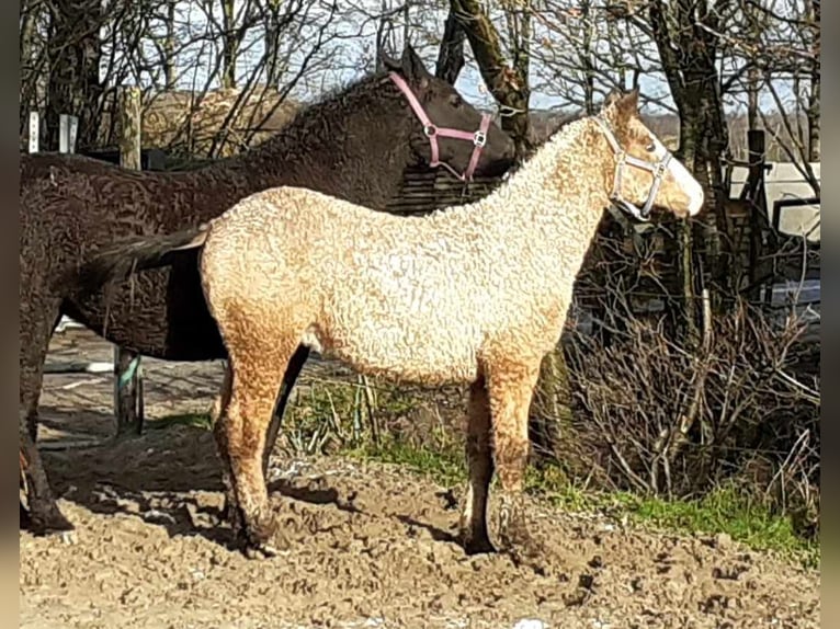 Curly Horse Hengst 3 Jaar 150 cm Falbe in Ruinen