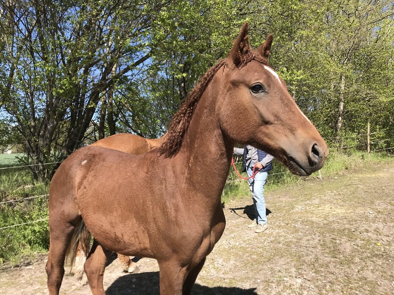 Curly Horse Hengst 3 Jaar 155 cm Roodvos in Stenløse