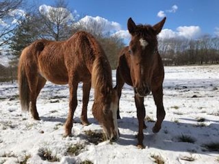 Curly Horse Hengst 3 Jaar 155 cm Roodvos in Stenløse