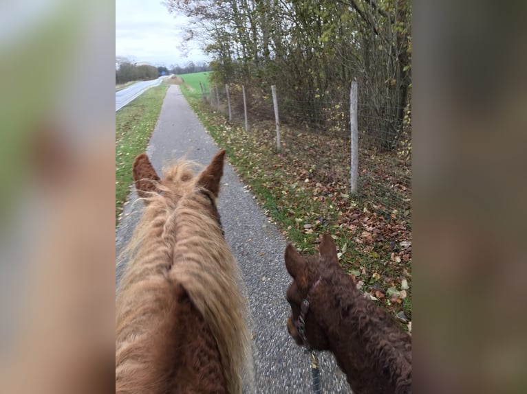 Curly Horse Hengst 3 Jaar 155 cm Roodvos in Stenløse