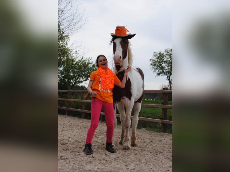 Curly Horse Hengst 3 Jaar 162 cm Gevlekt-paard in Ruinen