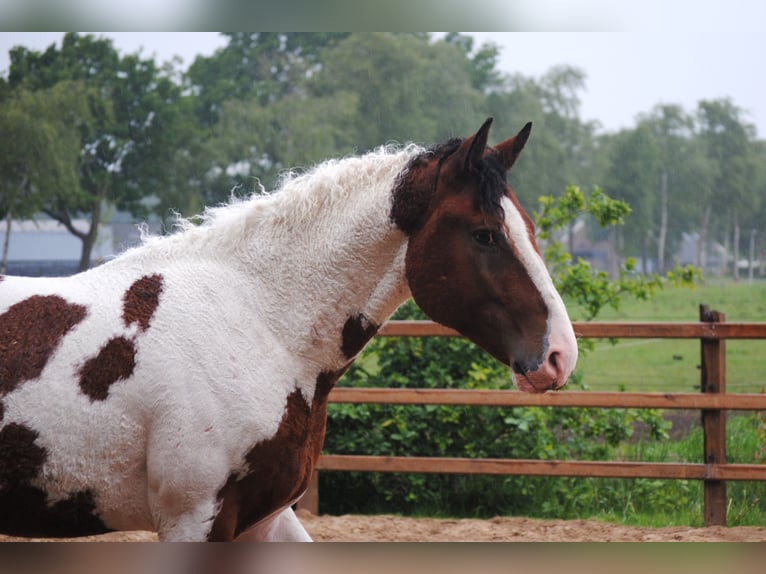 Curly Horse Hengst 3 Jaar 164 cm Tobiano-alle-kleuren in ruinen