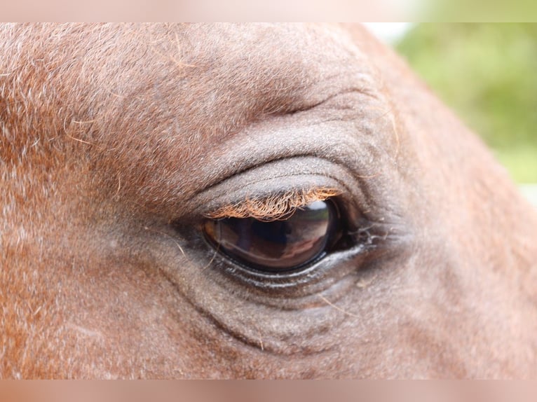 Curly Horse Hengst 3 Jahre 130 cm in france