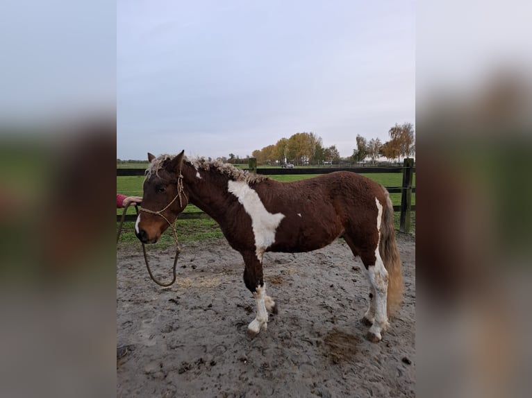 Curly Horse Hengst 3 Jahre 135 cm  in GROTE-BROGEL