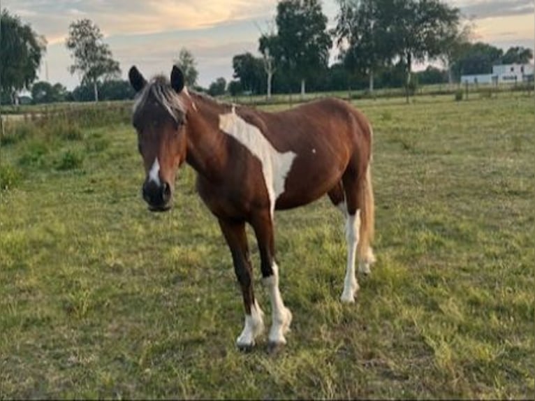 Curly Horse Hengst 3 Jahre 135 cm  in GROTE-BROGEL