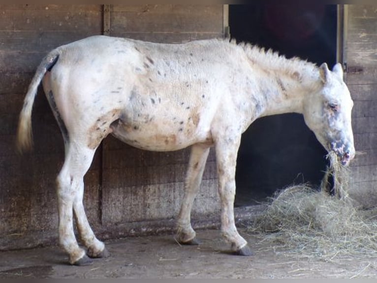 Curly Horse Hengst 3 Jahre 140 cm Tigerschecke in Arnbruck