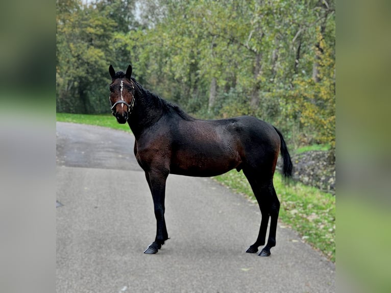 Curly Horse Hengst 3 Jahre 145 cm Schecke in Wijdewormer