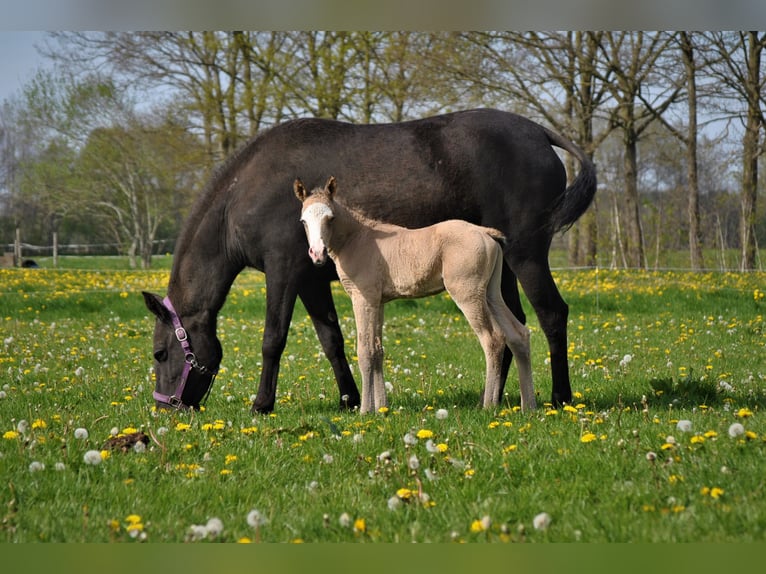 Curly Horse Hengst 3 Jahre 150 cm Falbe in Ruinen