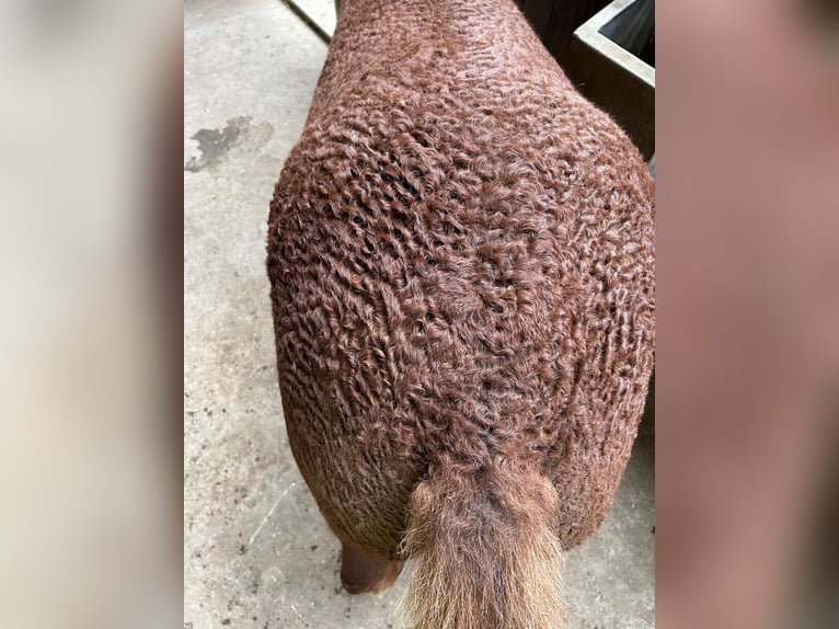 Curly Horse Hengst 3 Jahre 155 cm Rotfuchs in Stenløse