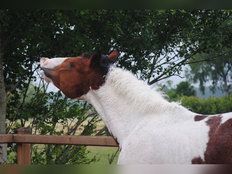 Curly Horse Hengst 3 Jahre 164 cm Tobiano-alle-Farben in ruinen