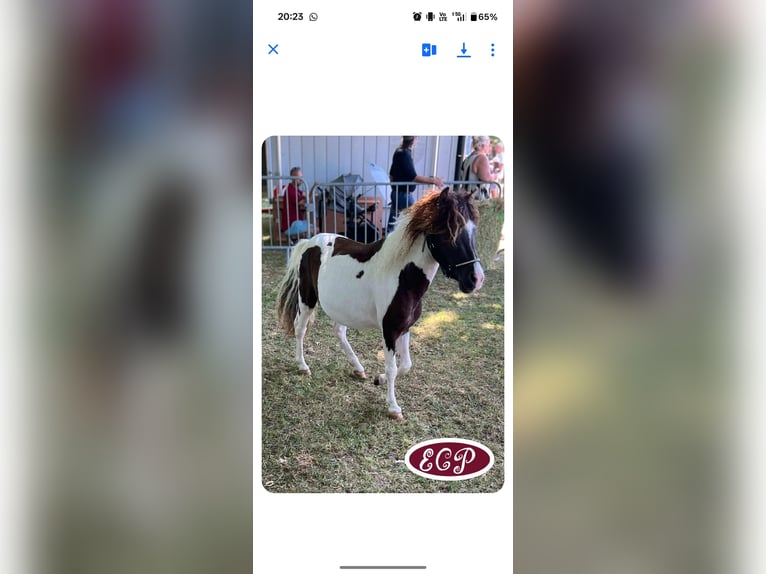 Curly Horse Hengst 4 Jaar 97 cm Tobiano-alle-kleuren in Wellen