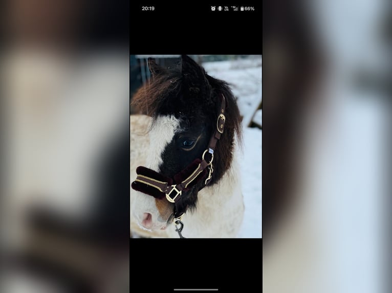 Curly Horse Hengst 4 Jaar 97 cm Tobiano-alle-kleuren in Wellen