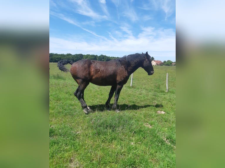Curly Horse Hengst 4 Jahre 155 cm Brauner in Sainte-Croix