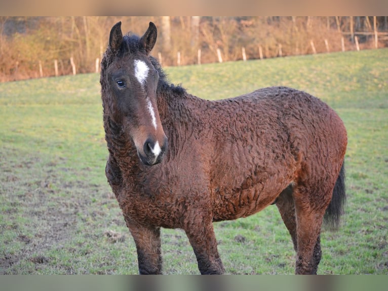 Curly Horse Hengst 4 Jahre 155 cm Brauner in Sainte-Croix