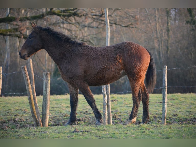 Curly Horse Hengst 4 Jahre 155 cm Brauner in Sainte-Croix